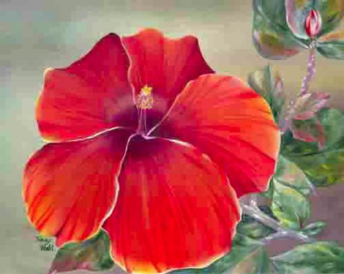 oil holy hibiscus